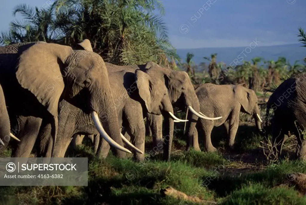 KENYA, AMBOSELI NATIONAL PARK, ELEPHANTS