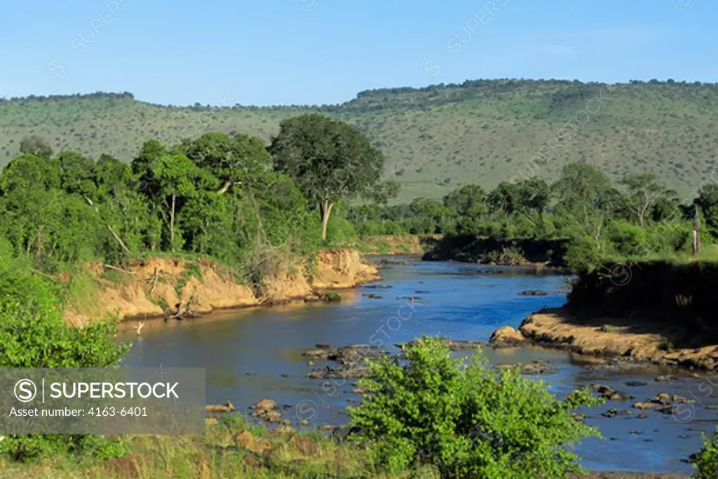 KENYA, MASAI MARA, MARA RIVER, WITH HIPPOPOTOMUSES IN WATER