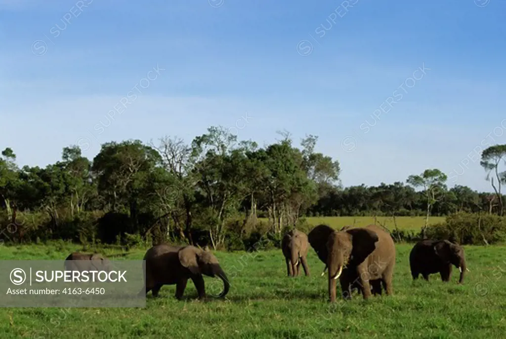 KENYA, MASAI MARA, ELEPHANTS