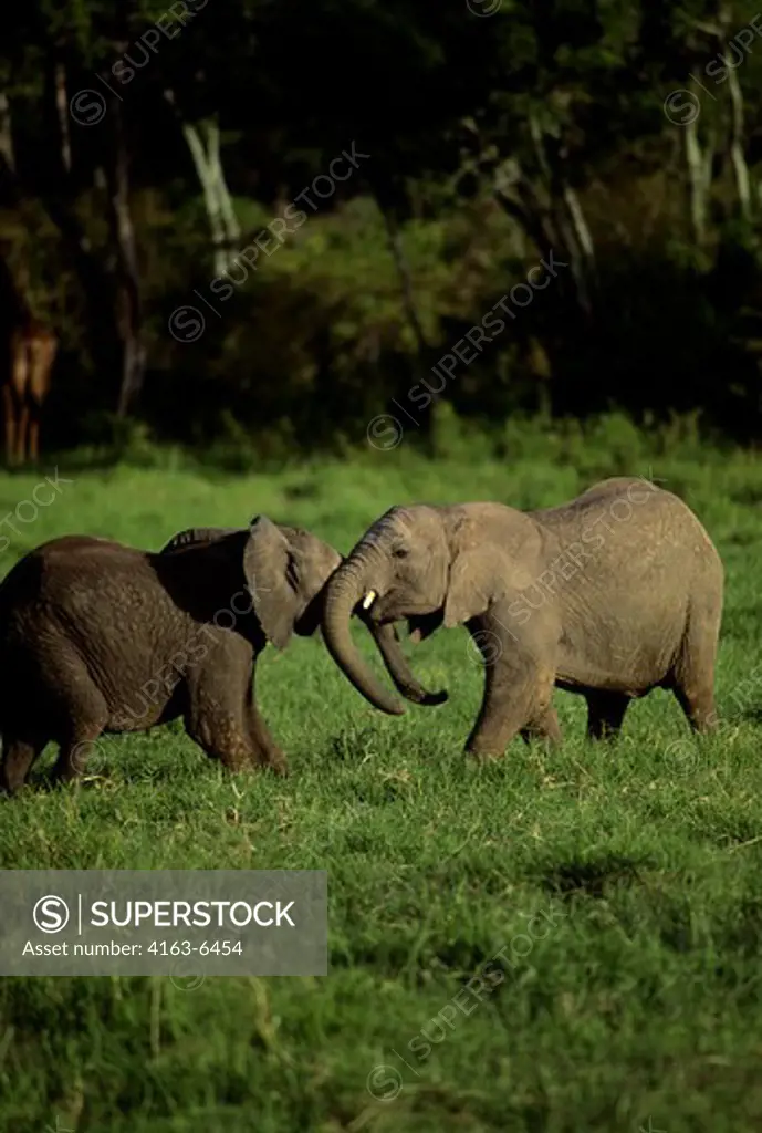 KENYA, MASAI MARA, YOUNG ELEPHANTS PLAYING