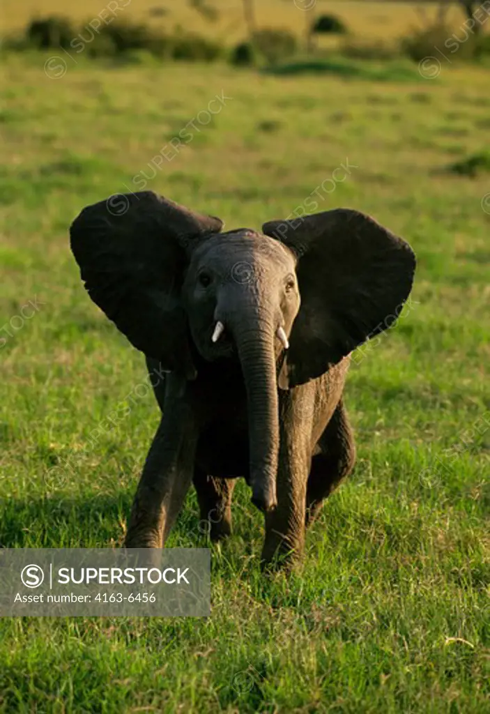 KENYA, MASAI MARA, YOUNG ELEPHANT