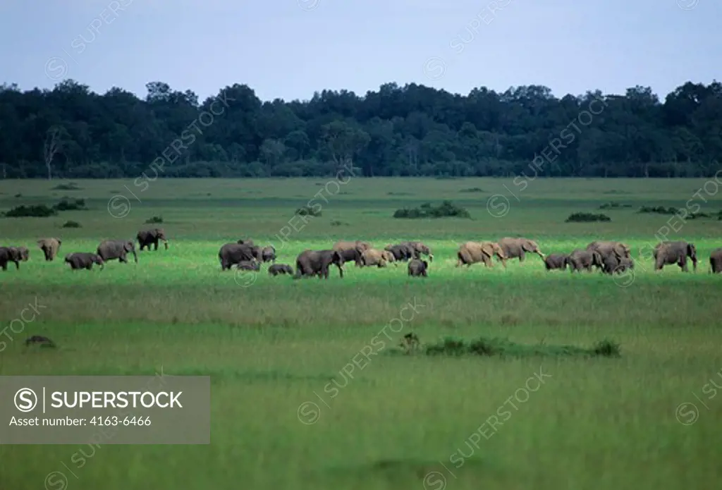 KENYA, MASAI MARA, ELEPHANT HERD IN GRASSLAND