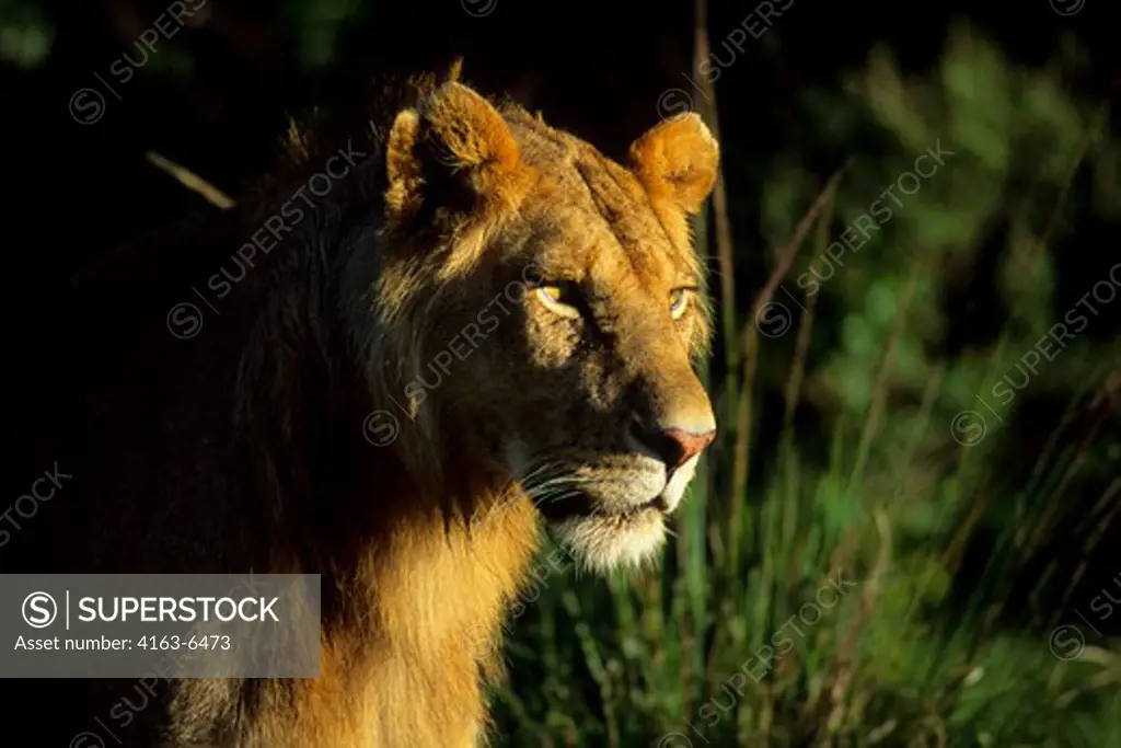 KENYA, MASAI MARA, YOUNG LION
