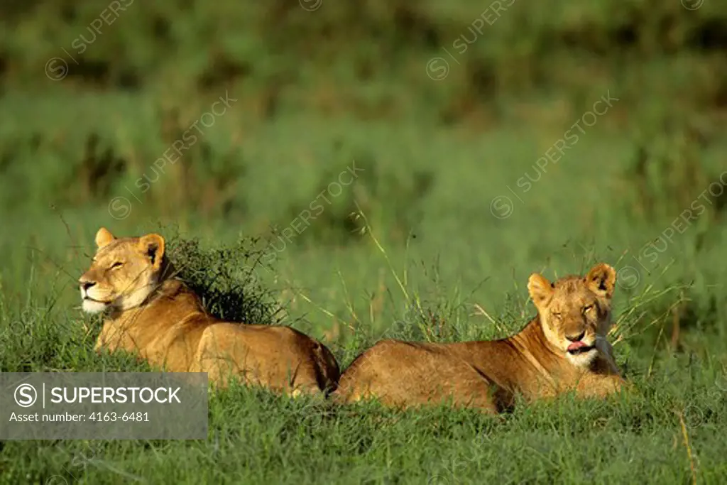KENYA, MASAI MARA, FEMALE LIONS