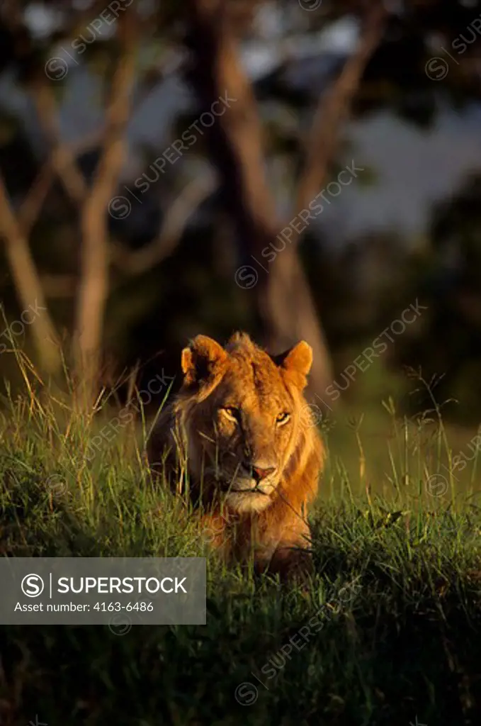 KENYA, MASAI MARA, YOUNG MALE LION