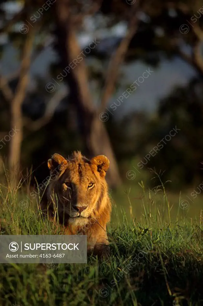 KENYA, MASAI MARA, YOUNG MALE LION