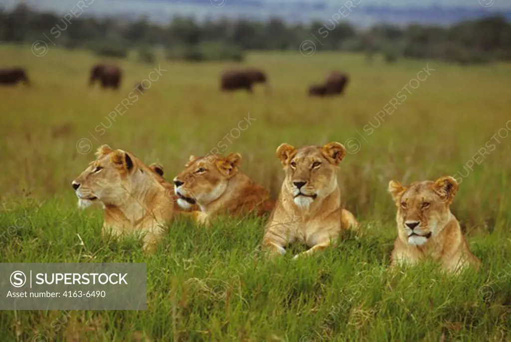 KENYA, MASAI MARA, FEMALE LIONS, ELEPHANTS BACKGROUND