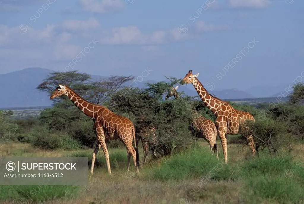 KENYA, SAMBURU, RETICULATED GIRAFFES