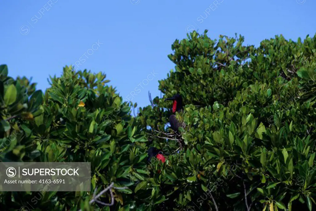 SEYCHELLES, ALDABRA ISLAND, MALE FRIGATE BIRDS SITTING IN MANGROVES