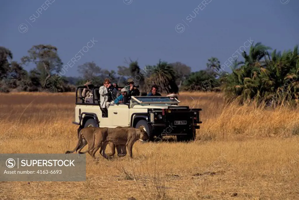 BOTSWANA, OKAVANGO DELTA, MOMBO IS., LIONS WITH LANDROVER IN BACKGROUND