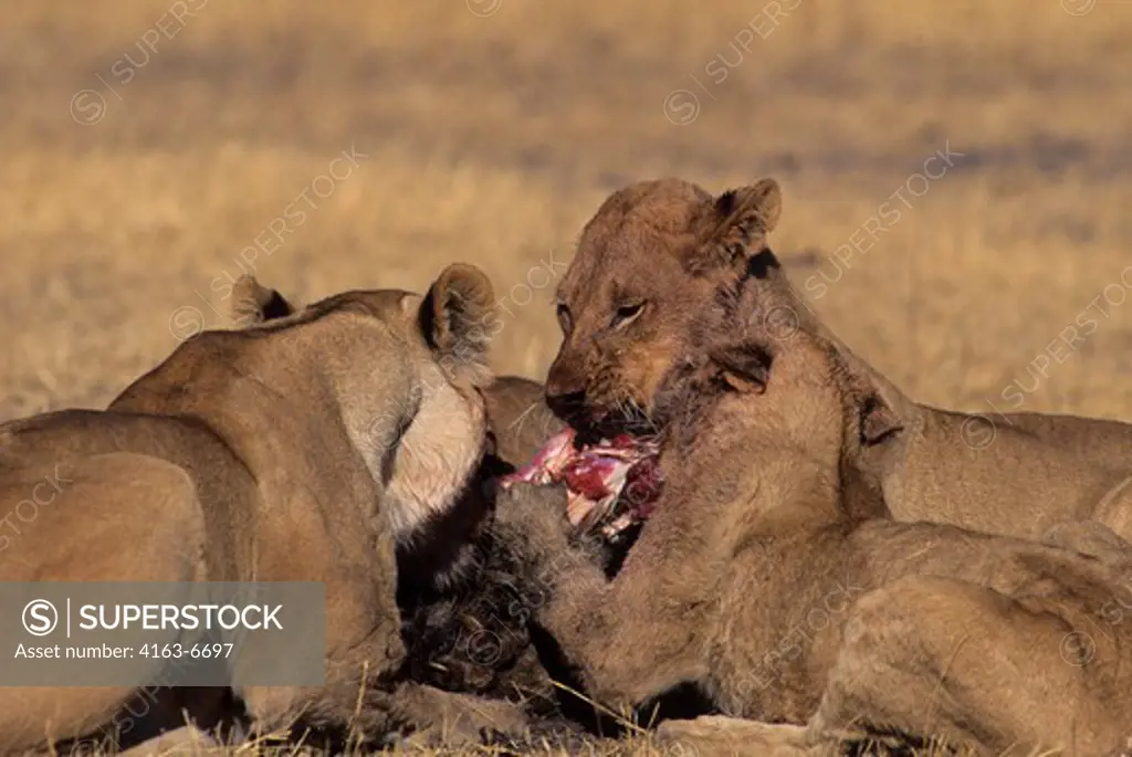 BOTSWANA, OKAVANGO DELTA, MOMBO ISLAND, LIONS FEEDING ON WARTHOG