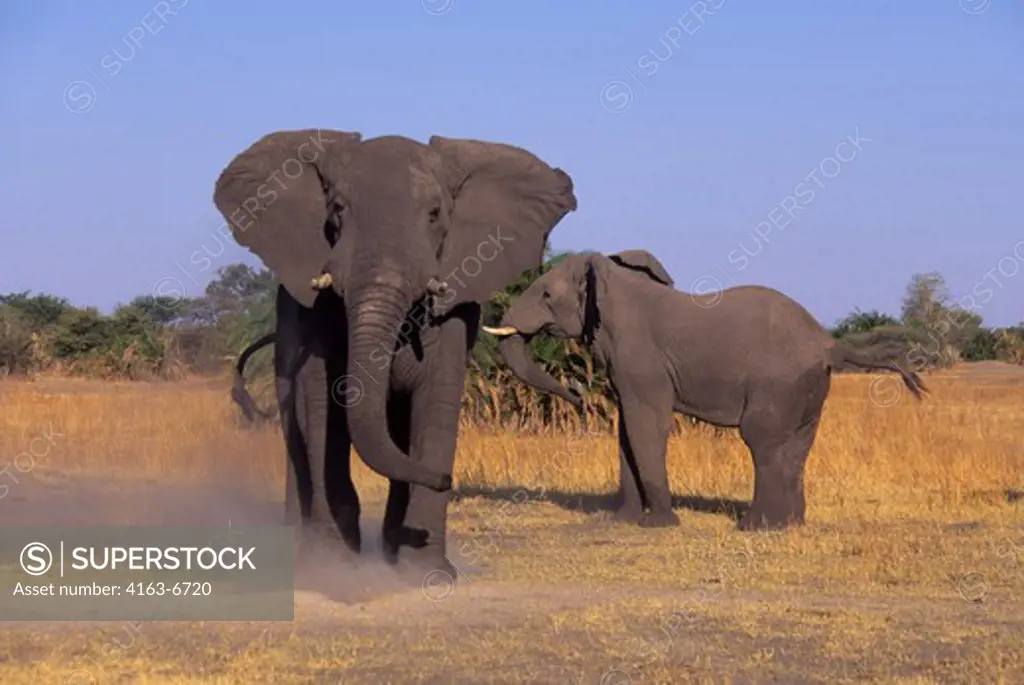 BOTSWANA, OKAVANGO DELTA, MOMBO ISLAND, ELEPHANT CHARGING