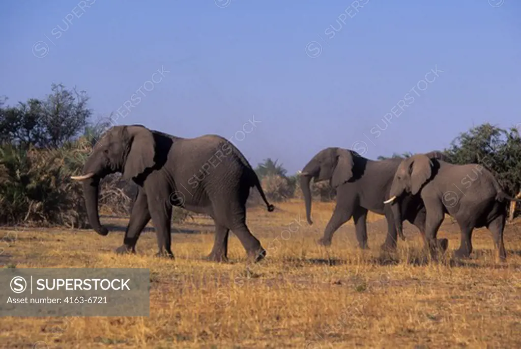 BOTSWANA, OKAVANGO DELTA, MOMBO ISLAND, ELEPHANTS