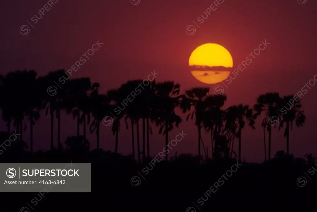 BOTSWANA, OKAVANGO DELTA, MOMBO ISLAND, SUNSET WITH PALM TREES