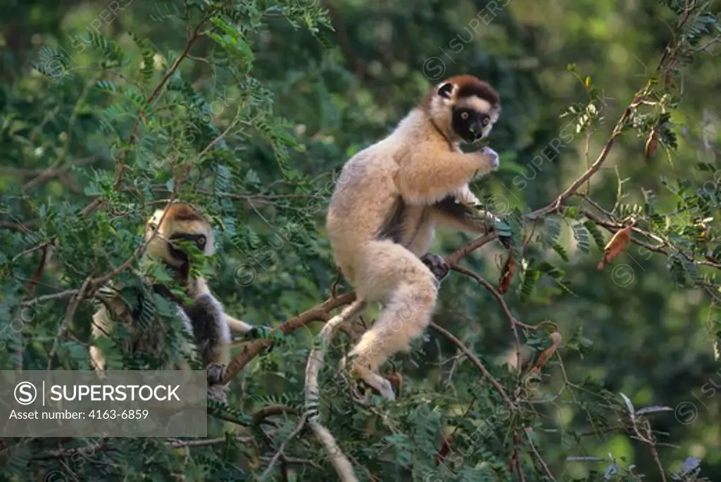 MADAGASCAR, BERENTY, VERREAUX SIFAKA LEMURS FEEDING IN TREE