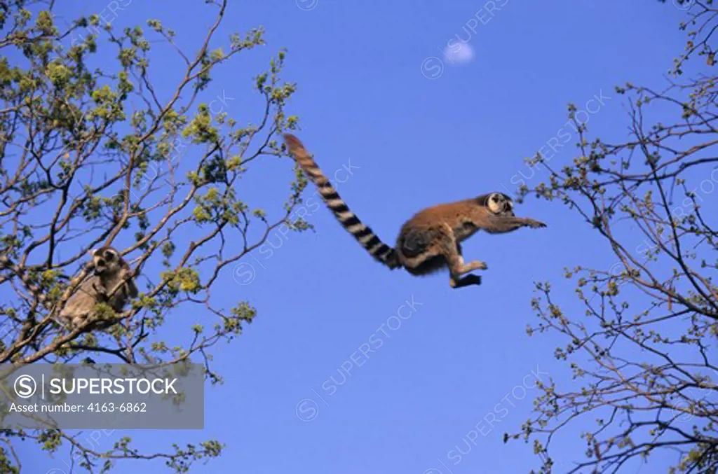MADAGASCAR, BERENTY, RING-TAILED LEMURS JUMPING FROM TREE TO TREE