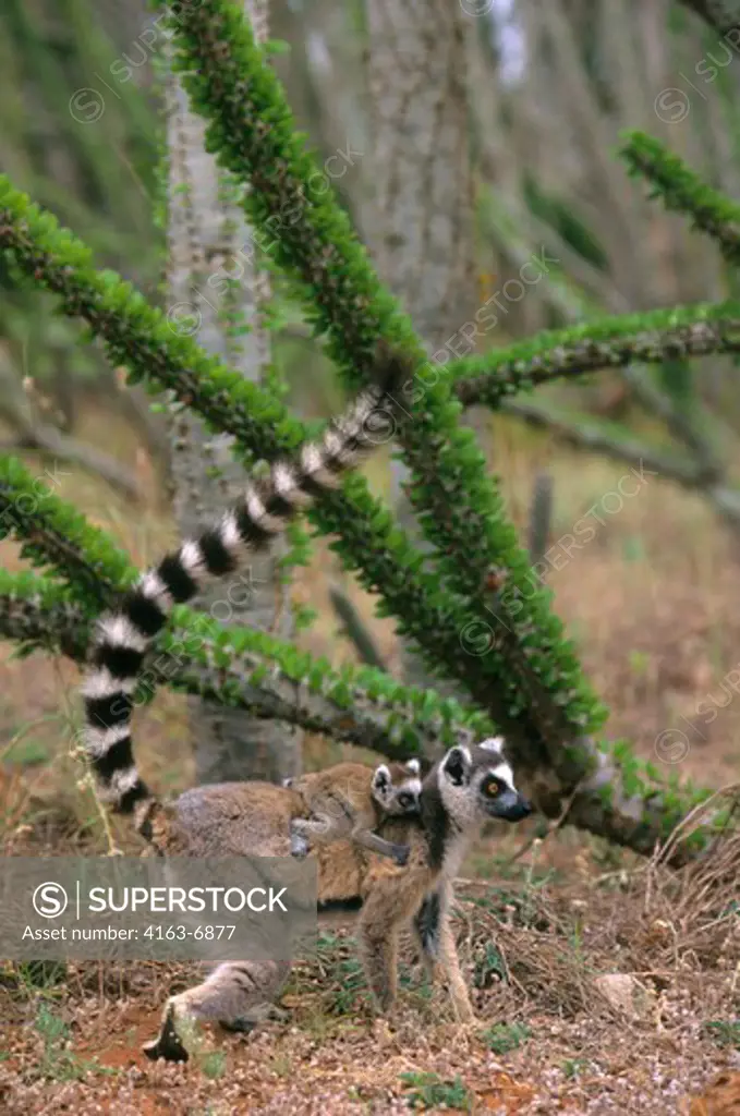 MADAGASCAR, BERENTY, RING-TAILED LEMUR WITH BABY ON BACK, SPINY FOREST