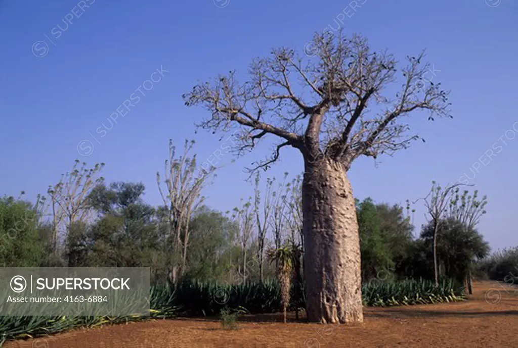 MADAGASCAR, BERENTY, BAOBAB TREE