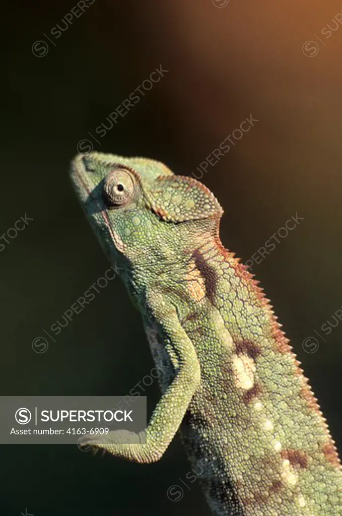 MADAGASCAR, MANDRAKA, CHAMELEON, FEMALE, CLOSE-UP (calumma brevicornis)