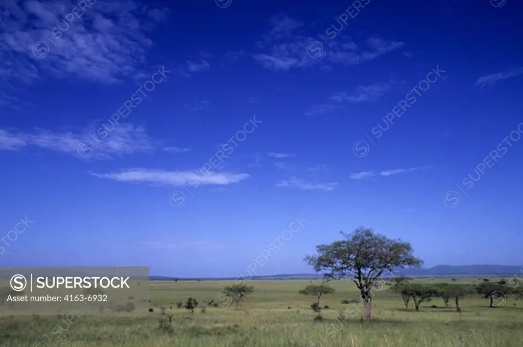 TANZANIA, SERENGETI, GRASS PLAIN WITH TREES