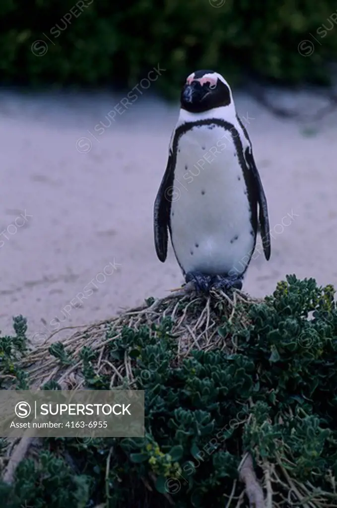 SOUTH AFRICA, NEAR CAPE TOWN, SIMONTOWN, JACKASS PENGUIN STANDING ON PLANT ON BEACH