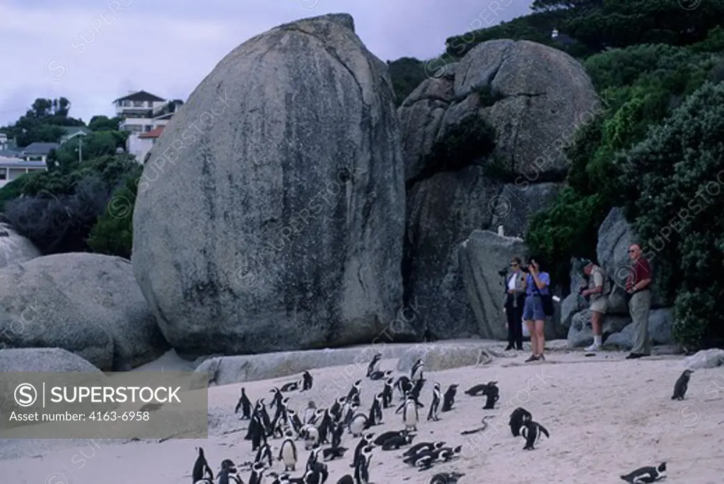 SOUTH AFRICA, NEAR CAPE TOWN, SIMONTOWN, JACKASS PENGUINS ON BEACH, TOURISTS