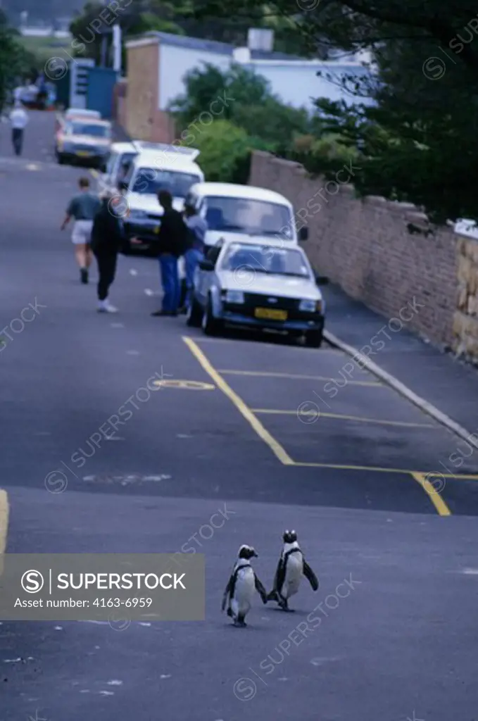 SOUTH AFRICA, NEAR CAPE TOWN, SIMONTOWN, JACKASS PENGUINS ON ROAD