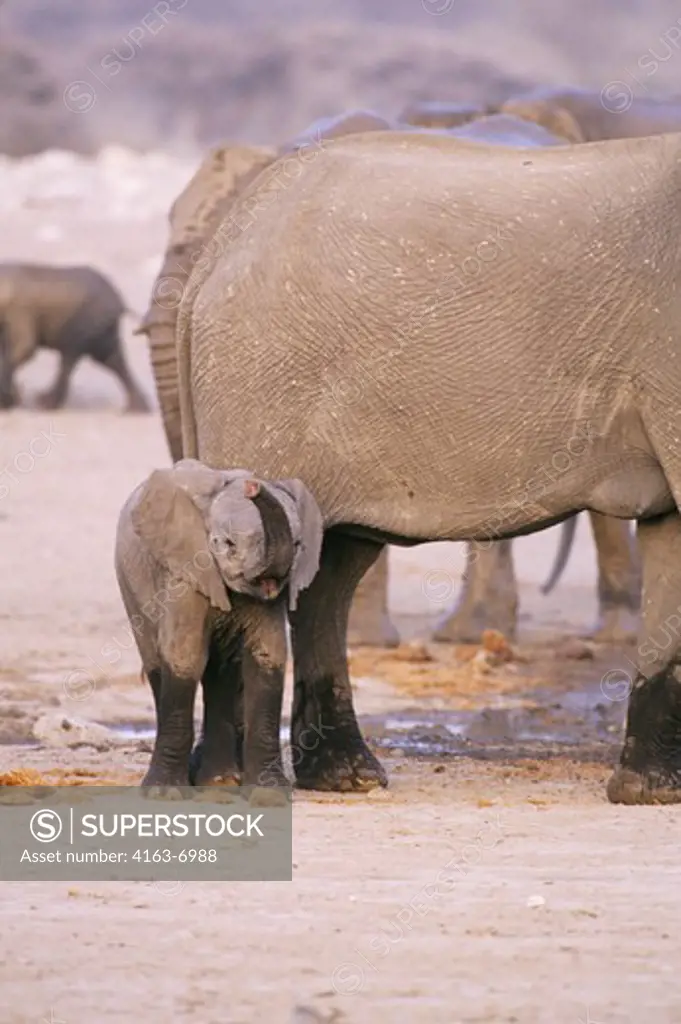 NAMIBIA, ETOSHA NATIONAL PARK, ELEPHANT BABY