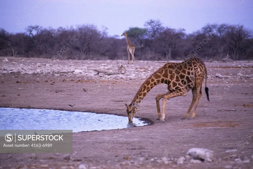 NAMIBIA, ETOSHA NATIONAL PARK, GIRAFFE AT WATERHOLE DRINKING