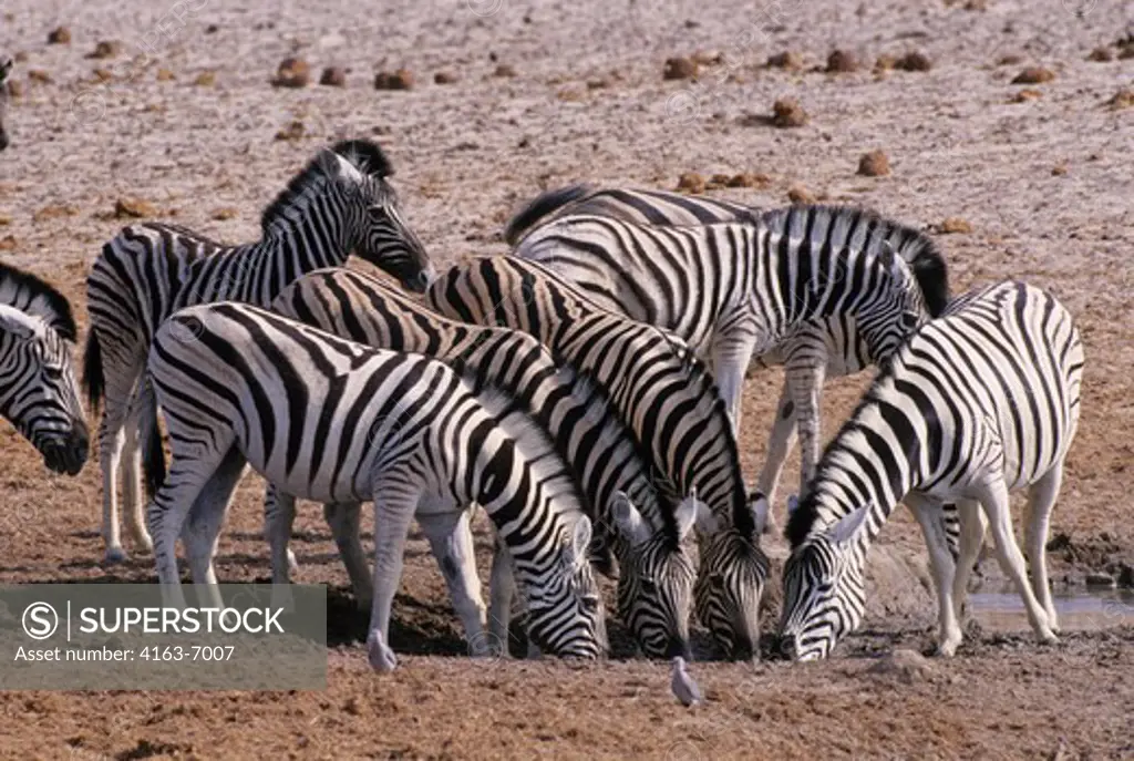NAMIBIA, ETOSHA NATIONAL PARK, BURCHELL'S ZEBRAS DRINKING AT WATERHOLE