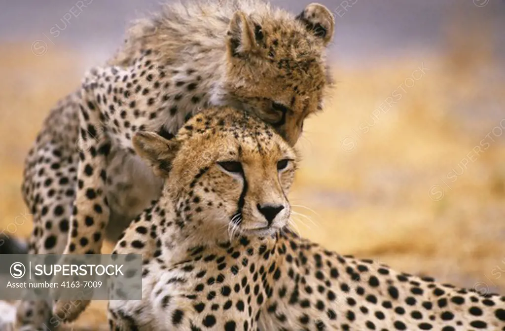 BOTSWANA, OKAVANGO DELTA, MOMBO ISLAND, CHEETAH WITH CUB