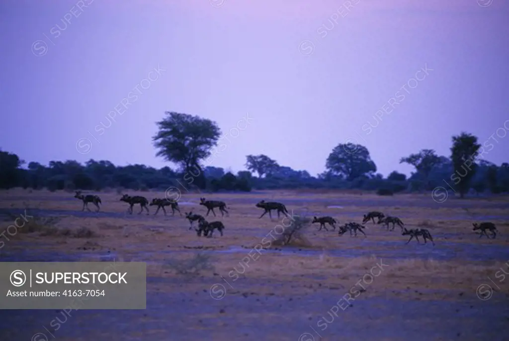 BOTSWANA, OKAVANGO DELTA, MOMBO ISLAND, AFRICAN HUNTING DOGS, ON HUNT
