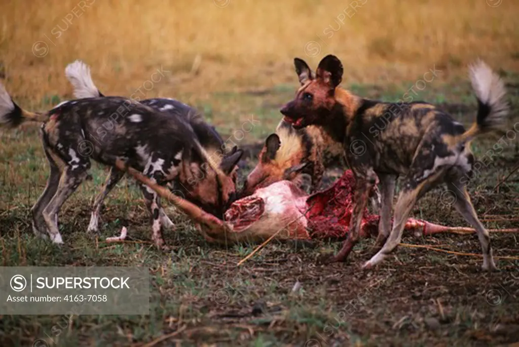 BOTSWANA, OKAVANGO DELTA, MOMBO ISLAND, AFRICAN HUNTING DOGS, WITH IMPALA KILL