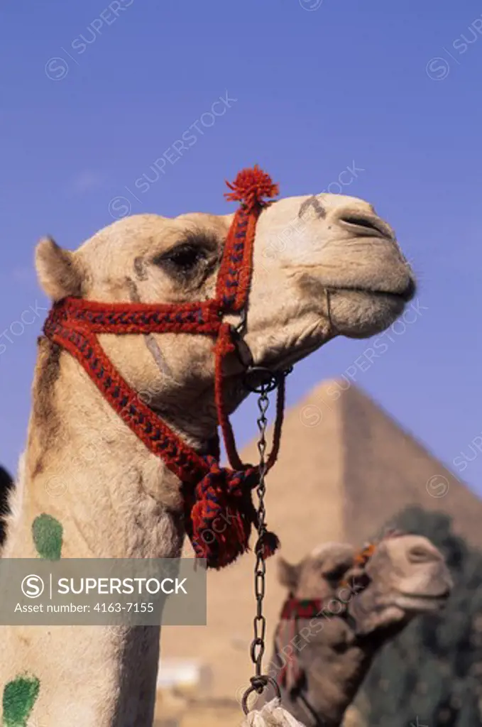 EGYPT, CAIRO, GIZA, CLOSE-UP OF CAMEL