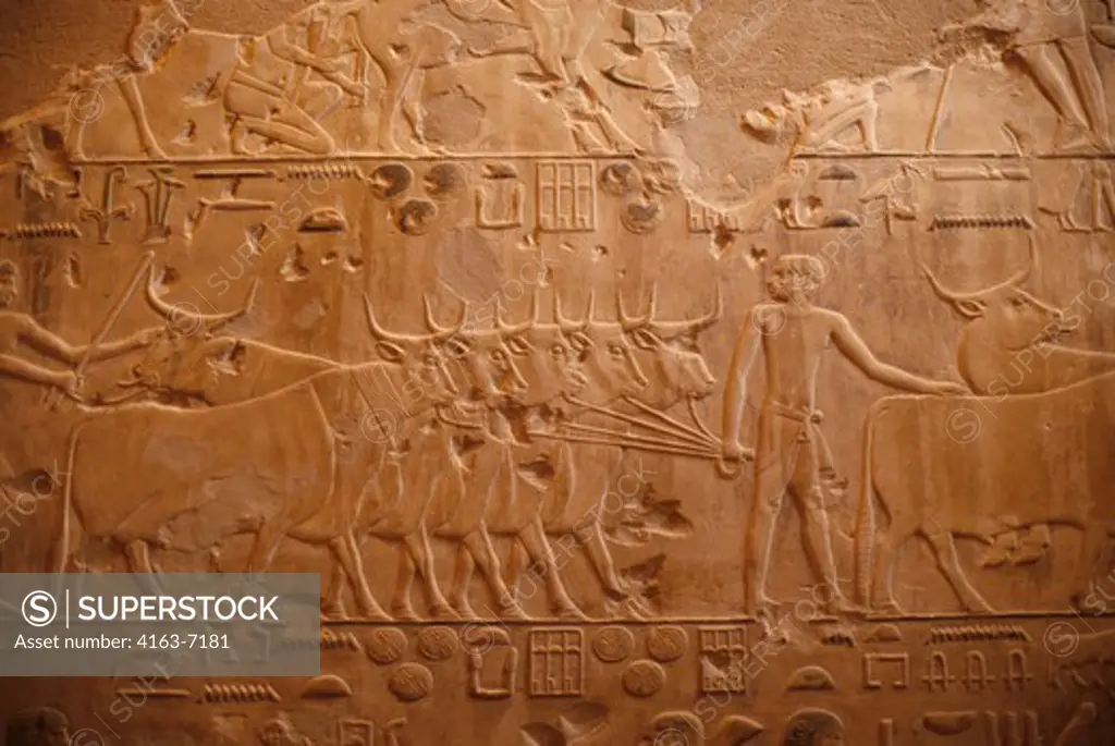 EGYPT, NEAR CAIRO, SAKKARA, TOMB OF PTAH-HOTEP, RELIEF CARVING SHOWING DAILY LIFE
