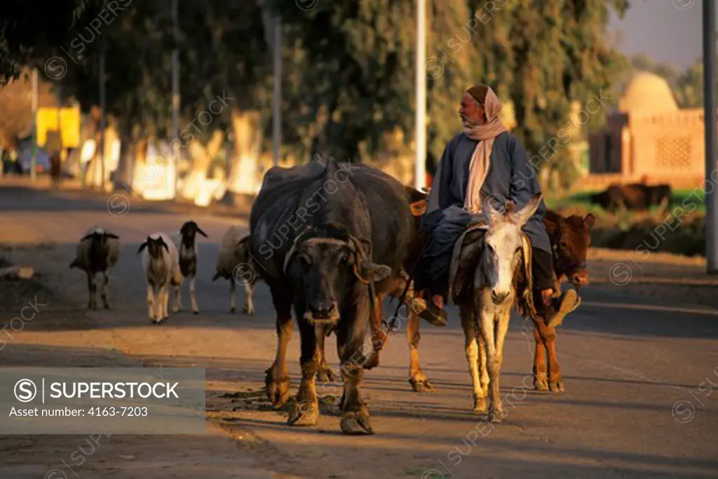 EGYPT, NEAR CAIRO, LOCAL FARMER WITH LIVESTOCK