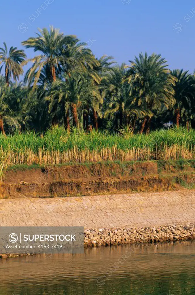 EGYPT, NILE RIVER BETWEEN LUXOR AND DENDERA, SUGARCANE FIELD