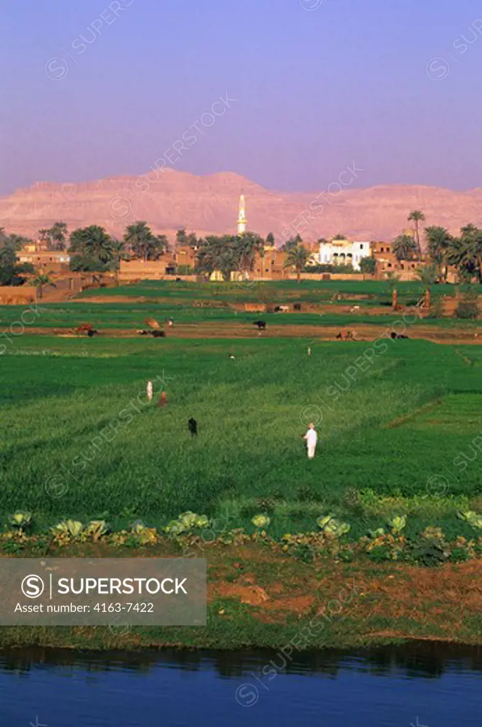 EGYPT, NILE RIVER BETWEEN LUXOR AND DENDERA, FIELDS