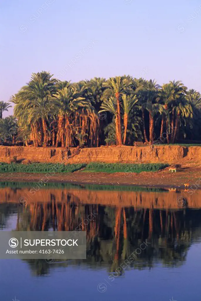 EGYPT, NILE RIVER BETWEEN LUXOR AND DENDERA, REFLECTIONS OF DATE PALM TREES