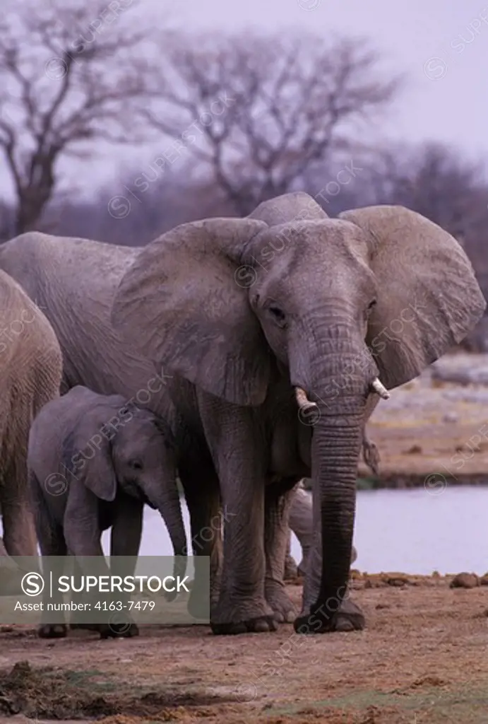 NAMIBIA,ETOSHA NAT'L PARK, ELEPHANTS AT WATERHOLE