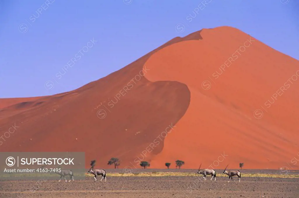 NAMIBIA, NAMIB-NAUKLUFT PARK, SOSSUSVLEI, SAND DUNE WITH ORYX