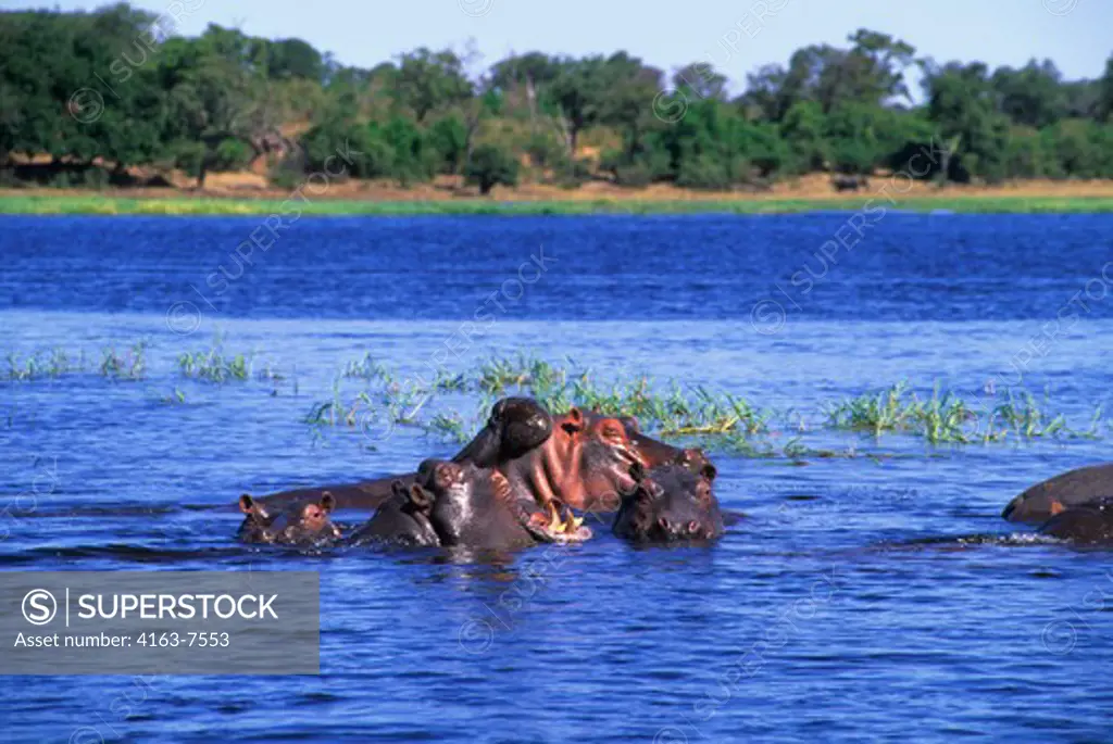 BOTSWANA, CHOBE NATIONAL PARK, CHOBE RIVER, HIPPOS