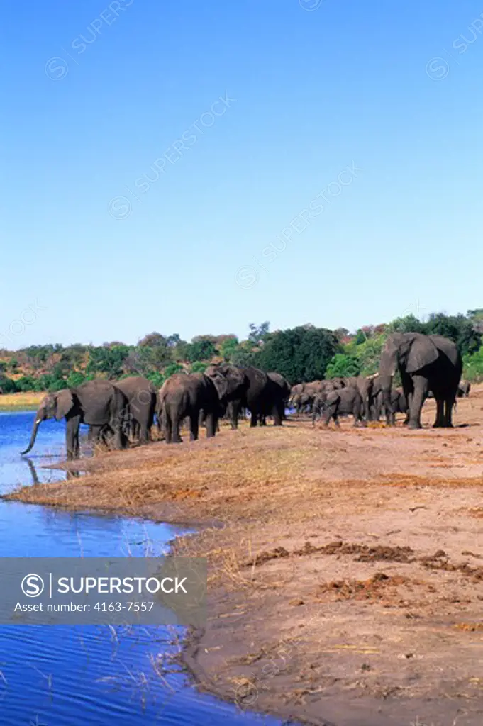 BOTSWANA, CHOBE NATIONAL PARK, ELEPHANTS AT CHOBE RIVER