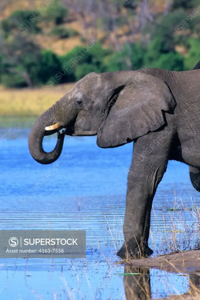 BOTSWANA, CHOBE NATIONAL PARK, ELEPHANT DRINKING AT CHOBE RIVER