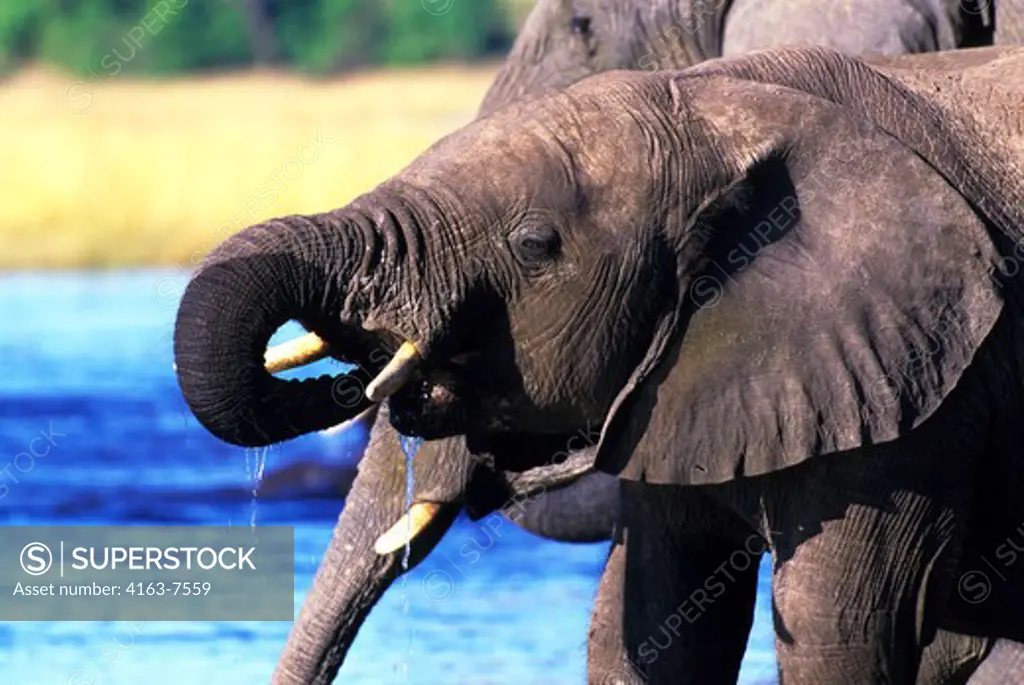 BOTSWANA, CHOBE NATIONAL PARK, ELEPHANTS DRINKING AT CHOBE RIVER