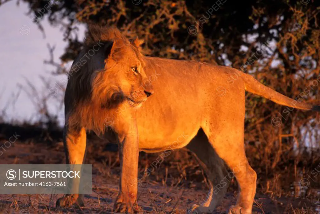 BOTSWANA, CHOBE NATIONAL PARK, YOUNG MALE LION