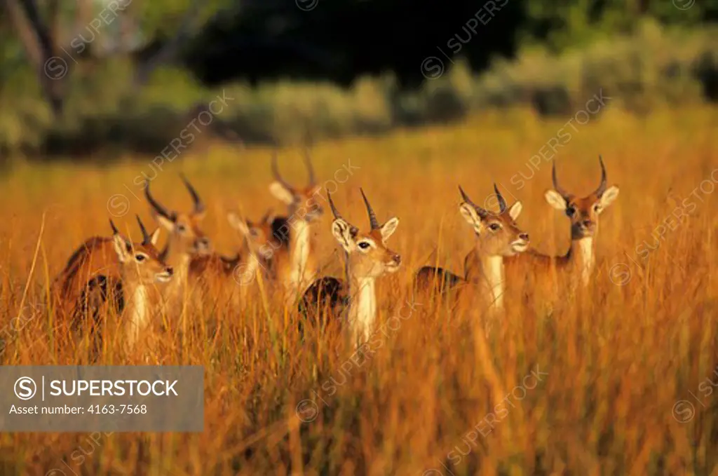 BOTSWANA, MOREMI WILDLIFE RESERVE, RED LECHWE, YOUNG MALES