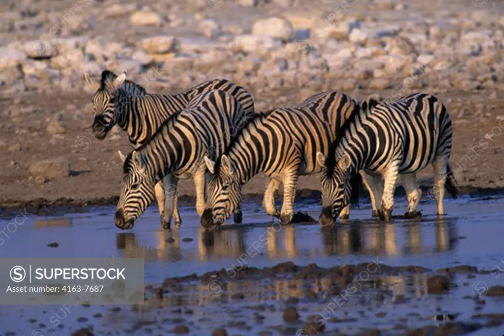 NAMIBIA, ETOSHA NATIONAL PARK, ZEBRAS AT WATERHOLE