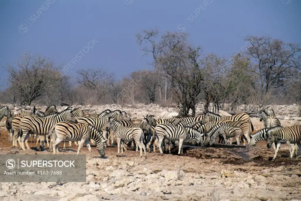 NAMIBIA, ETOSHA NATIONAL PARK, ZEBRAS