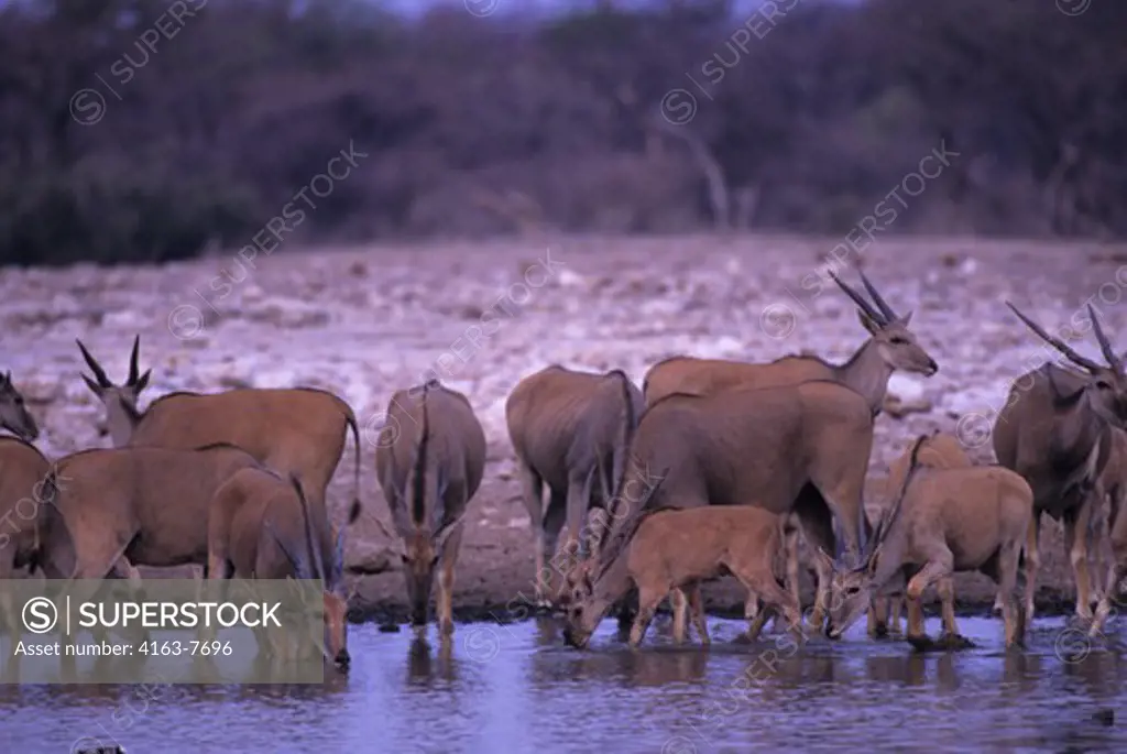 AFRICA, NAMIBIA, ETOSHA NATIONAL PARK, ELAND HERD AT WATERHOLE